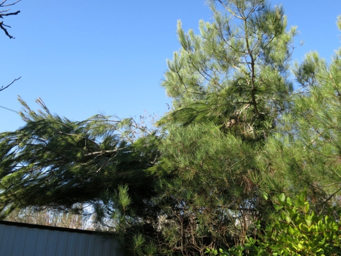 Пицундская сосна