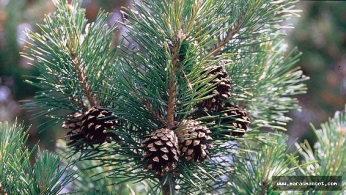 Сосна обыкновенная шишка