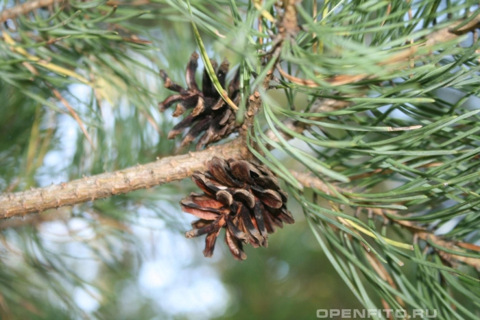 Pinus sibirica шишки
