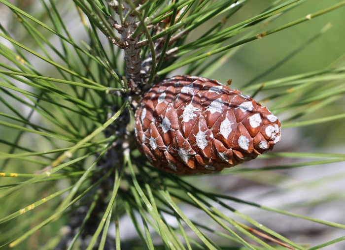 Сосна приморская шишка