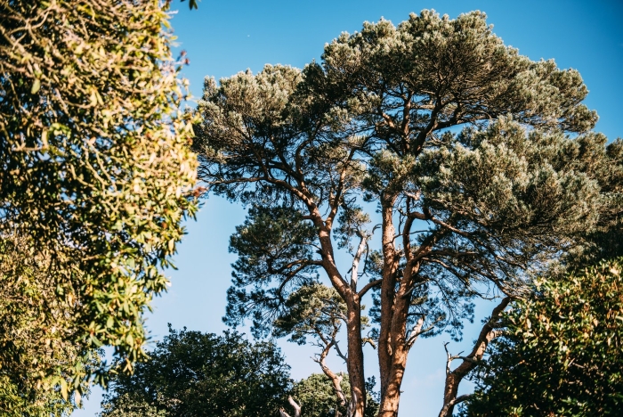 Сосна турецкая калабрийская