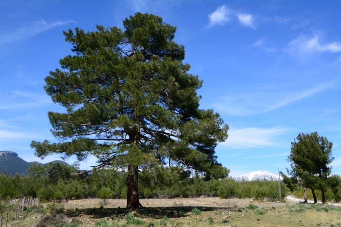 Pinus pinea