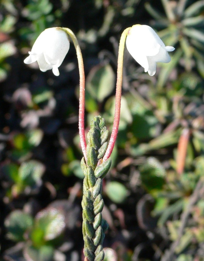 Cassiope lycopodioides