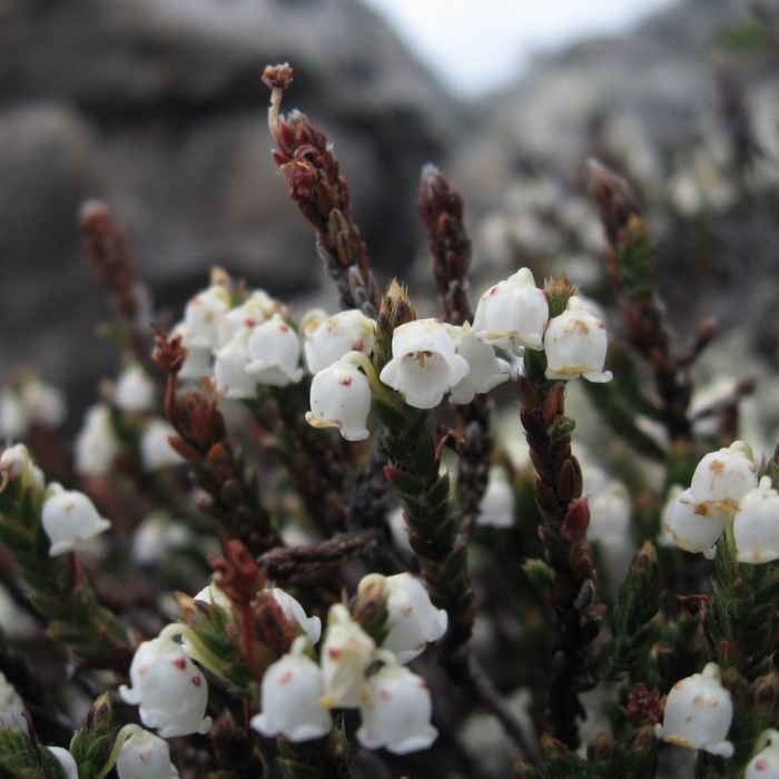 Cassiope mertensiana