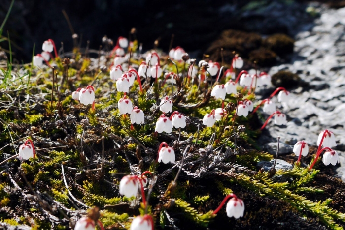 Гарриманелла моховидная