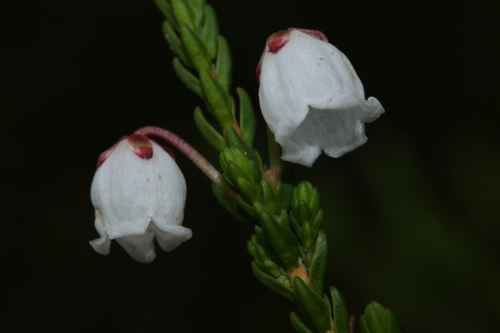 Cassiope mertensiana