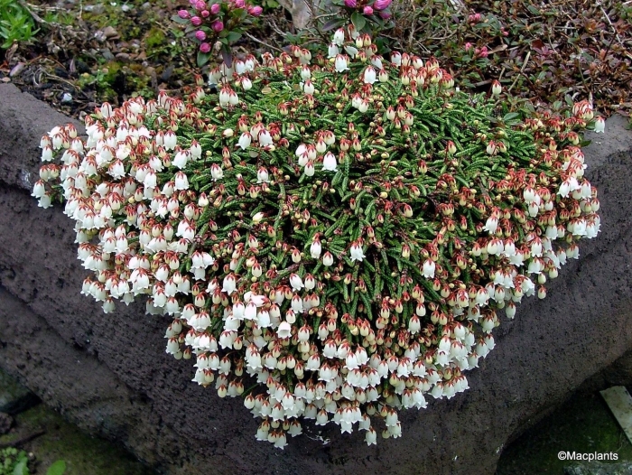 Cassiope lycopodioides
