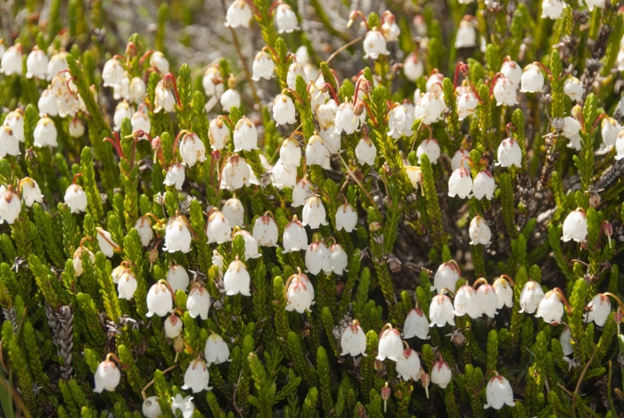 Кассиопея цветы многолетники