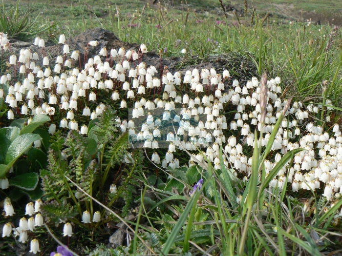 Кассиопея плауновидная