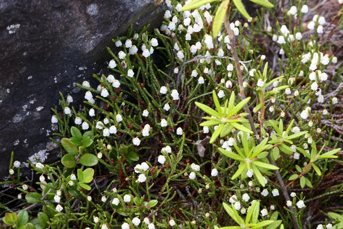 Cassiope tetragona