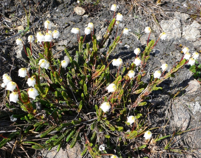 Cassiope lycopodioides