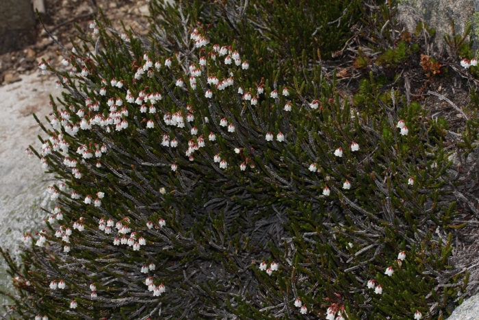 Cassiope lycopodioides