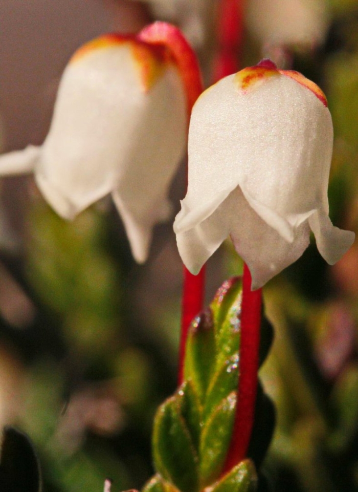 Кассиопея цветок