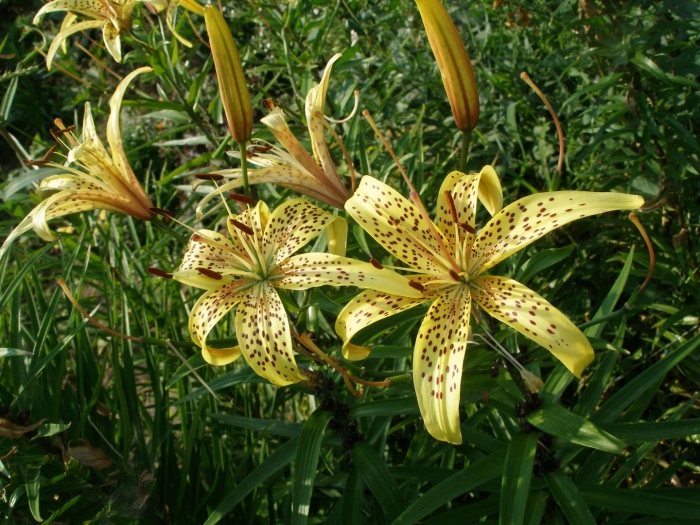 Лилия йеллоу тайгер