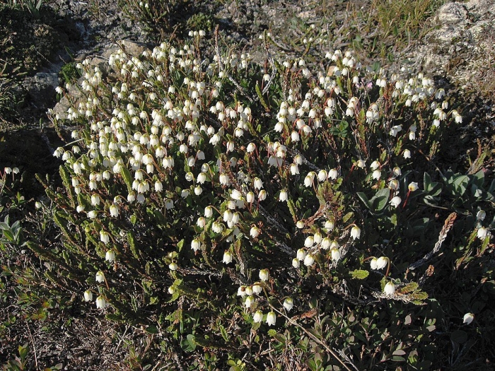 Кассиопея болотная кустарник