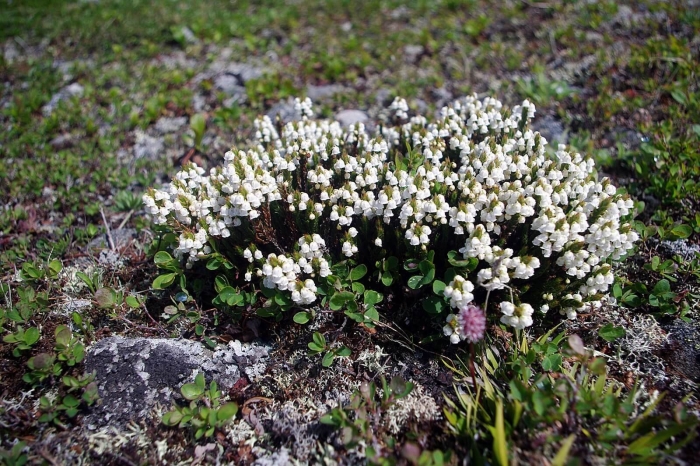 Кассиопея вересковидная