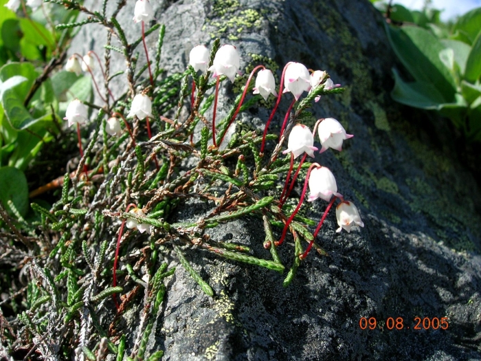 Гарриманелла моховидная