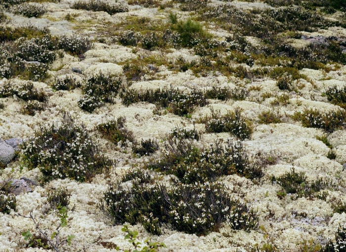 Растения тундры ягель