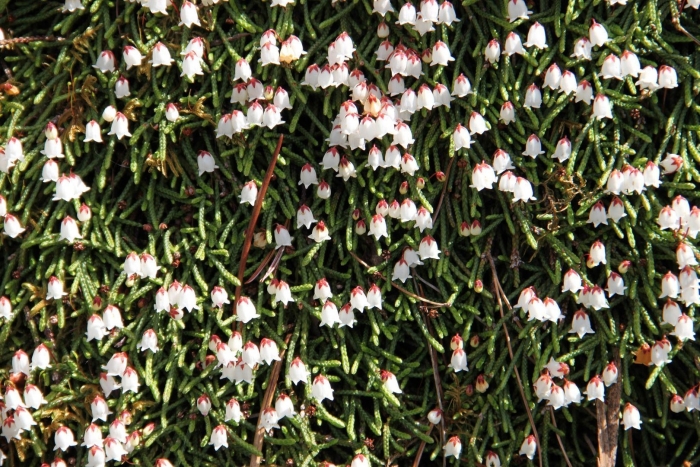 Кассиопея цветок садовый