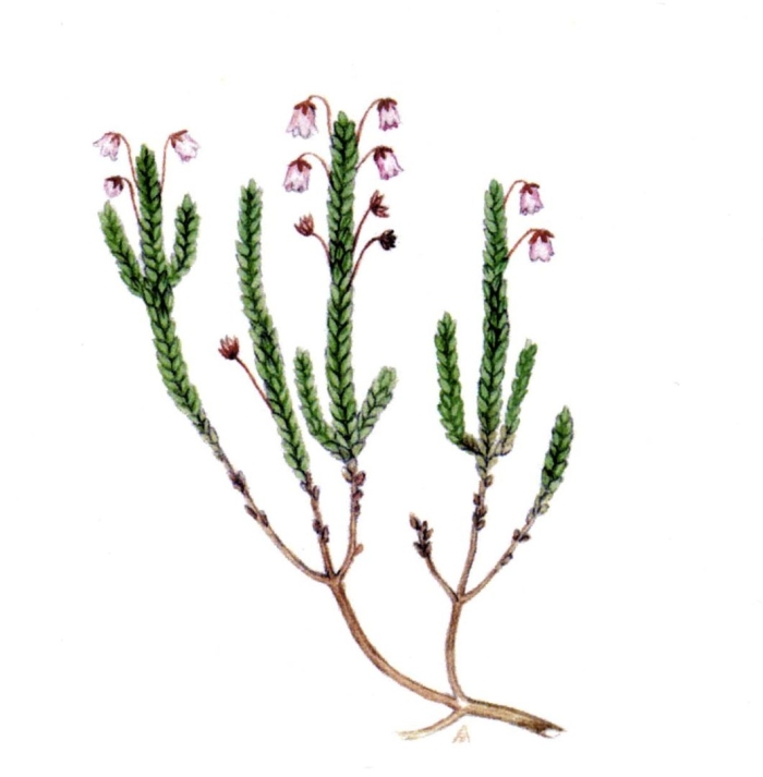 Вереск обыкновенный calluna vulgaris