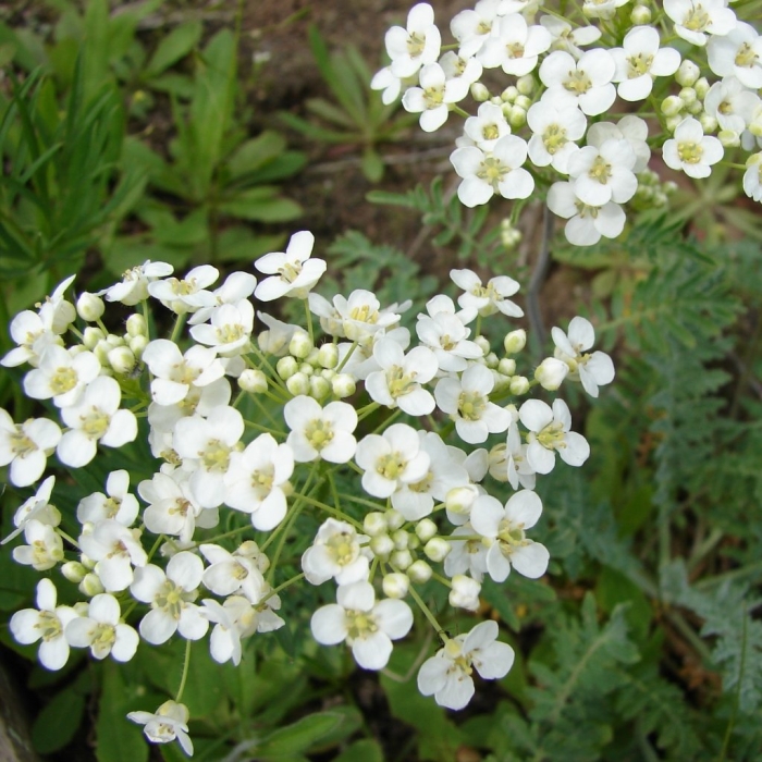 Редовския двоякоперистая