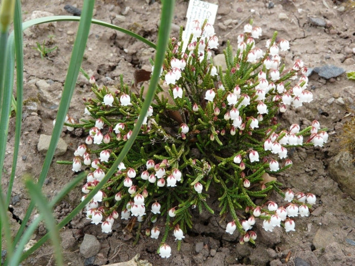 Кассиопея вересковая