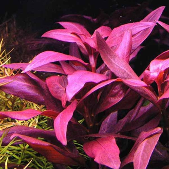 Альтернантера аквариумное растение