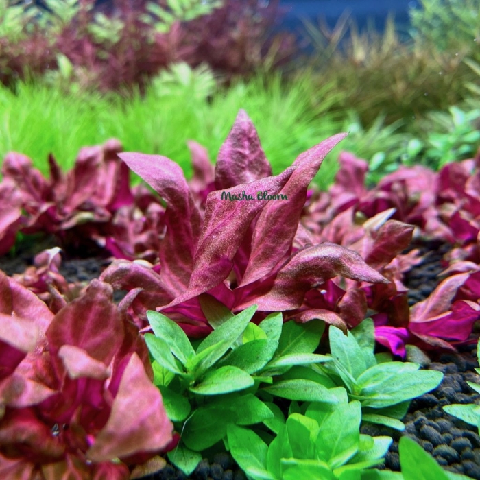 Альтернантера аквариумное растение