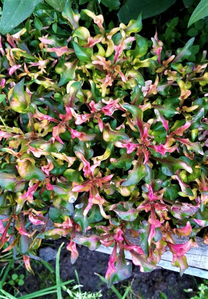 Альтернантера amoena rosea