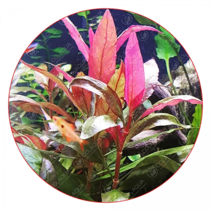 Альтернантера бетзикиана