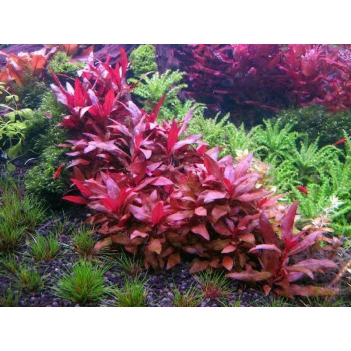 Альтернантера рейнека