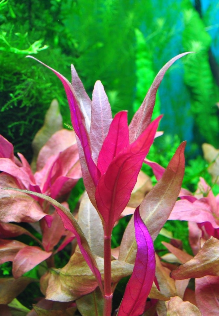 Альтернантера рейнека