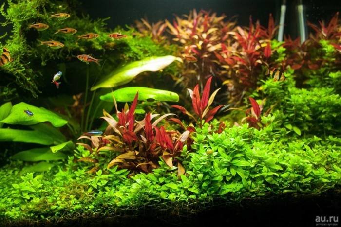 Стаурогин браун