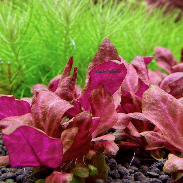 Альтернантера рейнека  розанерви