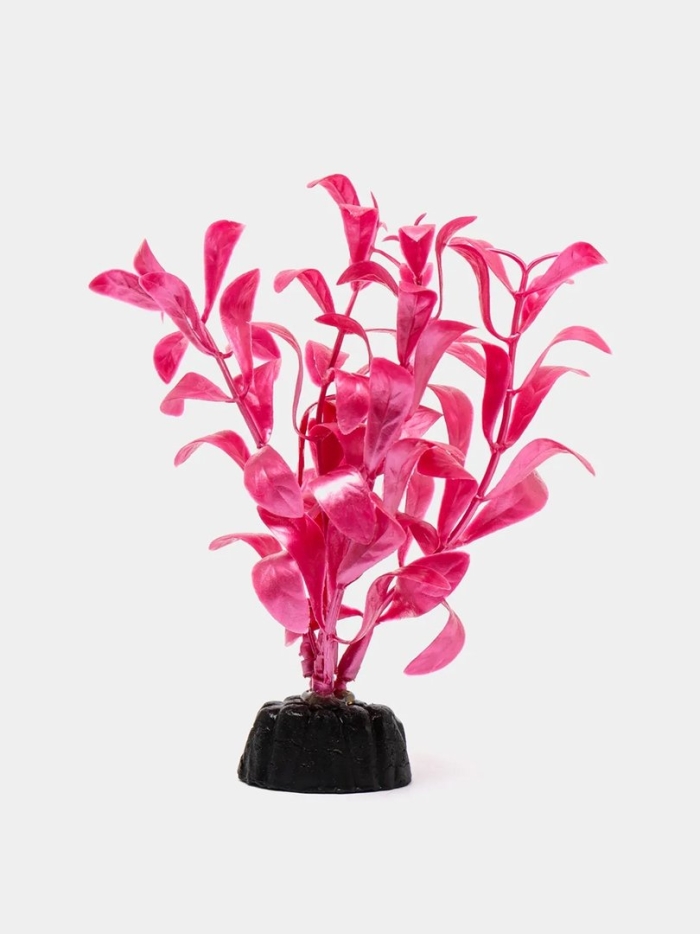 Barbus plant 017 альтернателла лиловая