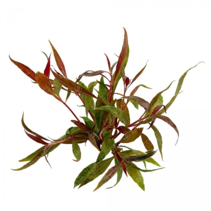 Alternanthera reineckii