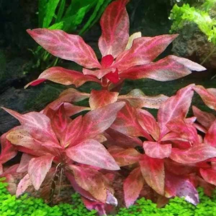 Альтернантера рейнеки розанервиг