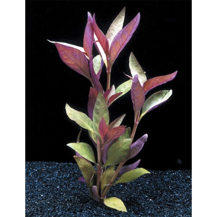 Альтернантера лилацина