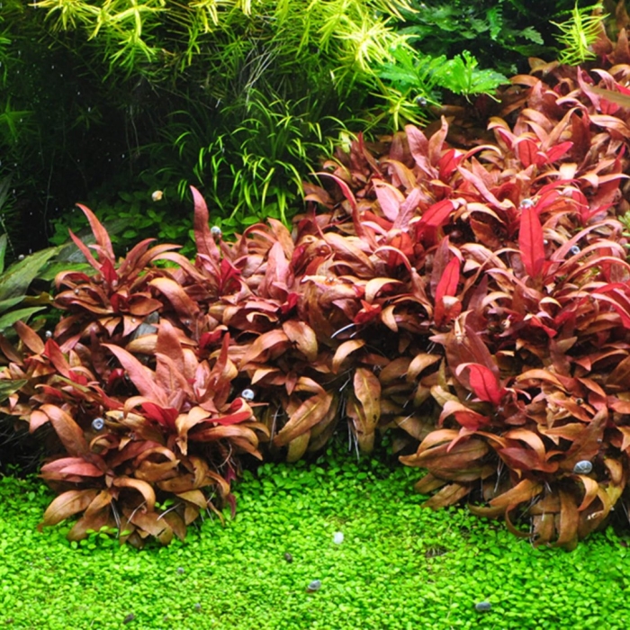 Альтернатера рейнека