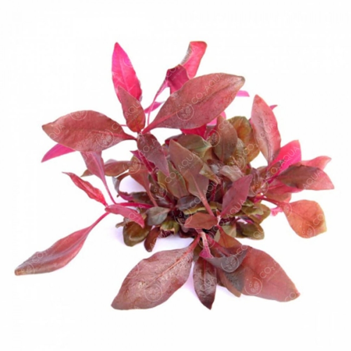 Альтернантера рейнека розанервиг