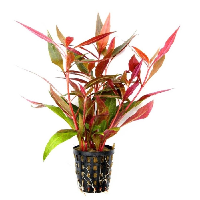 Альтернантера рейнеки