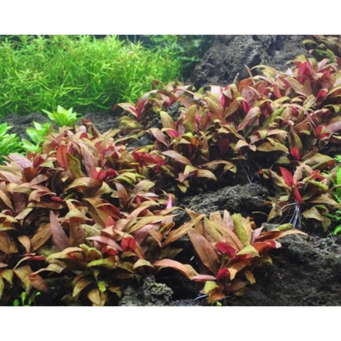 Альтернантера рейнека лиловая