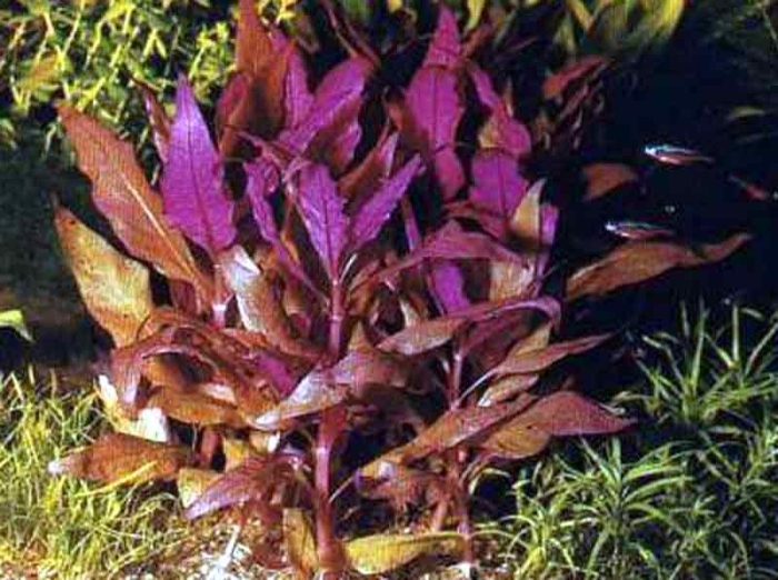 Альтернантера рейнека