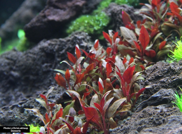 Альтернантера рейнека