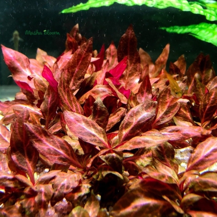 Людвигия супер ред