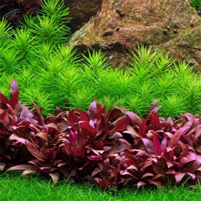 Альтернатера аквариумное растение