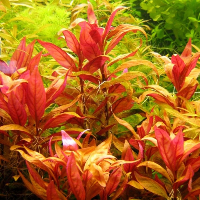 Альтернатера аквариумное растение