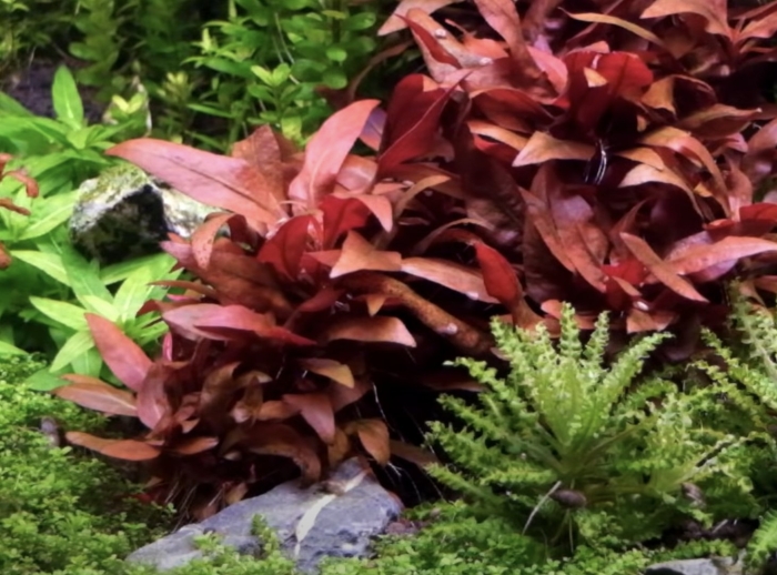 Альтернантера рейнека