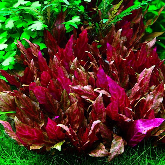 Альтернантера рейнека