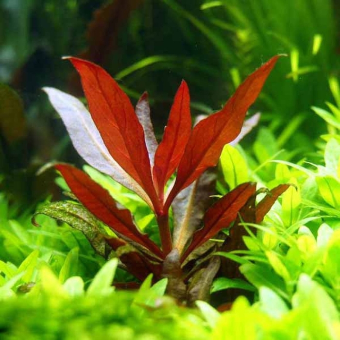 Альтернантера рейнека